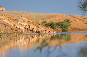 Saigas at a watering place drink water and bathe during strong heat and drought. Saiga tatarica is listed in the Red Book, Chyornye Zemli (Black Lands) Nature Reserve, Kalmykia region, Russia.