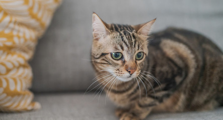 Naklejka na ściany i meble Beautiful short hair cat lying on the sofa at home