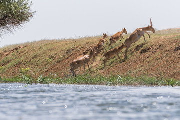 Saigas at a watering place drink water and bathe during strong heat and drought. Saiga tatarica is listed in the Red Book, Chyornye Zemli (Black Lands) Nature Reserve, Kalmykia region, Russia.