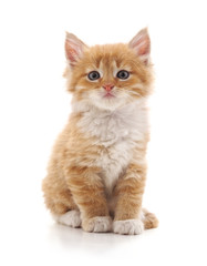One brown kitten.