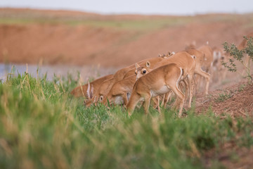 Saigas at a watering place drink water and bathe during strong heat and drought. Saiga tatarica is listed in the Red Book, Chyornye Zemli (Black Lands) Nature Reserve, Kalmykia region, Russia.