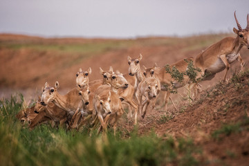 Saigas at a watering place drink water and bathe during strong heat and drought. Saiga tatarica is...