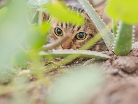 Beautiful short hair cat playing with plants at the garden on a sunny day at home