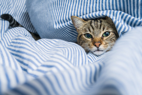 Beautiful short hair cat lying on the bed at home