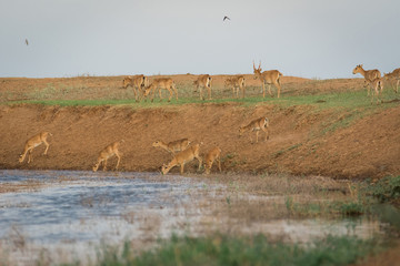 Saigas at a watering place drink water and bathe during strong heat and drought. Saiga tatarica is listed in the Red Book, Chyornye Zemli (Black Lands) Nature Reserve, Kalmykia region, Russia.