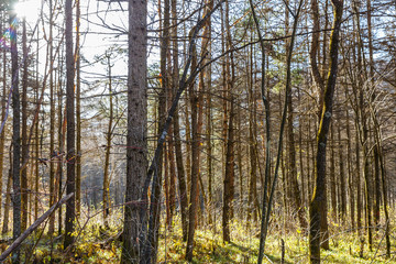 spruce forest, pinery, pine forest, Pine Tree, Fairy Forest untouched spruce forest