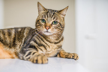 Cute short hair cat looking curious and snooping at home