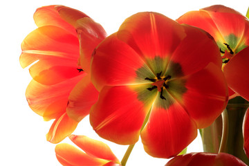 Obraz na płótnie Canvas Close-up beautiful red tulip flower petals on white background
