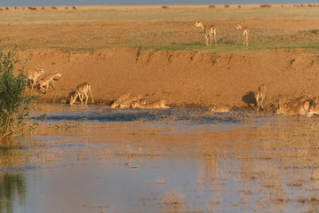 Saigas at a watering place drink water and bathe during strong heat and drought. Saiga tatarica is listed in the Red Book, Chyornye Zemli (Black Lands) Nature Reserve, Kalmykia region, Russia.