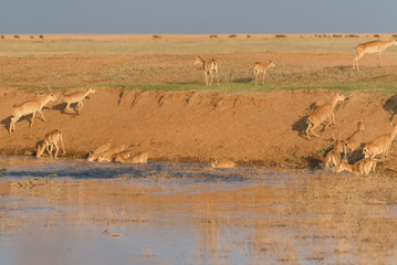 Fototapeta na wymiar Saigas at a watering place drink water and bathe during strong heat and drought. Saiga tatarica is listed in the Red Book, Chyornye Zemli (Black Lands) Nature Reserve, Kalmykia region, Russia.
