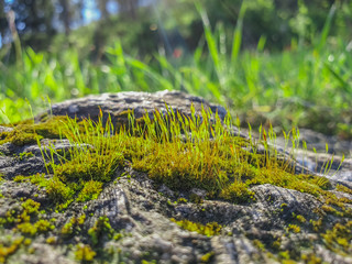 Green moss in nature