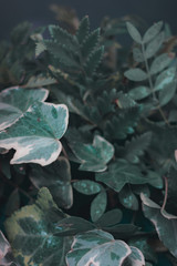 Fresh garden plants. Green leaves background.