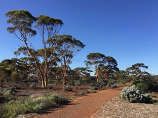 Karlkurla Bushland Park comprises of 200 hectares of regrowth bushland just outside of Kalgoorlie, Western Australia