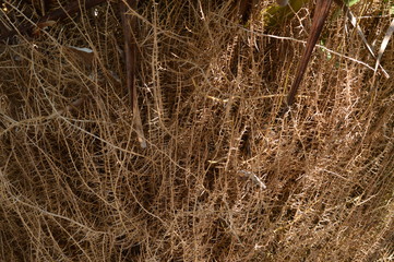 background of straw