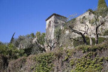 Olive trees in the French village of Biot on the French Riviera