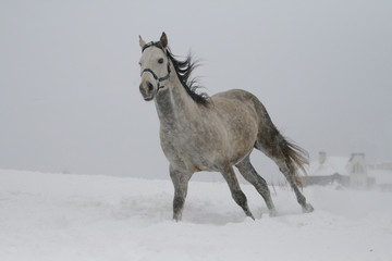 Fototapeta na wymiar arab horse on a snow slope (hill) in winter. The stallion is a cross between the Trakehner and Arabian breeds. In the background are trees and a house. The horse has closed eyes on the canter.