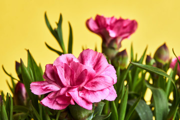 Fototapeta na wymiar Ornate bouquet of blooming pink carnation flowers.