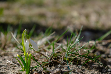 Beautiful snowdrops in the sunny spring