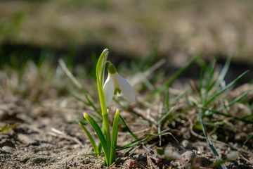 Beautiful snowdrops in the sunny spring