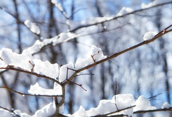 snow on tree branches