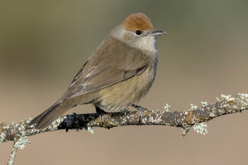 Male Blackcap (Sylvia atricapilla) perched on a branch against a blurred background