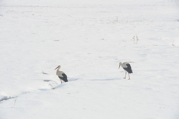 White stork in winter