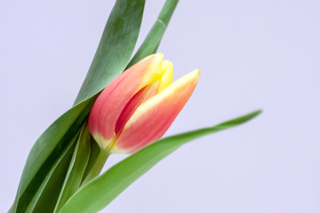 Naklejka premium Bezauberndes Tulpenblüten-Ensemble als Ostergeschenk