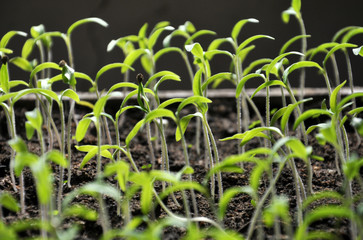 Growing tomato seedlings