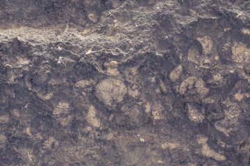 Close up background of yellow limestone with beautiful structure and fossil shells. Very elegant and modern backdrop for wallpaper or other use. © Martin