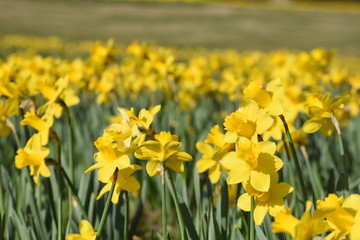 A field of yellow daffodils in the Spring