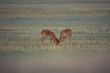 The battle of a powerful males during the rut. Saiga tatarica is listed in the Red Book, Chyornye Zemli (Black Lands) Nature Reserve, Kalmykia region, Russia.