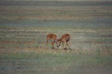 The battle of a powerful males during the rut. Saiga tatarica is listed in the Red Book, Chyornye Zemli (Black Lands) Nature Reserve, Kalmykia region, Russia.