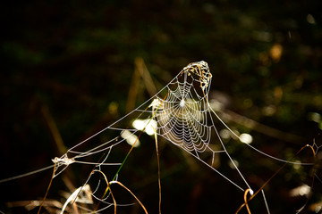 Frost cobweb in a cold solar morning