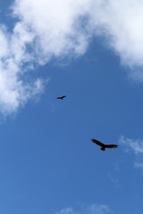 Obraz premium Blue sky with falcon