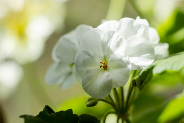 Obraz premium White geranium, Pelargonium flower with medicinal properties are on the windowsill