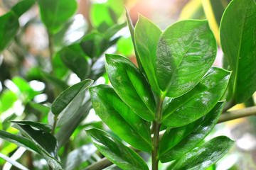 Zamioculcas plant leaves close up