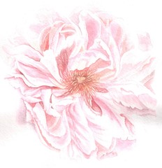 watercolor illustration of a delicate peony flower on a white background