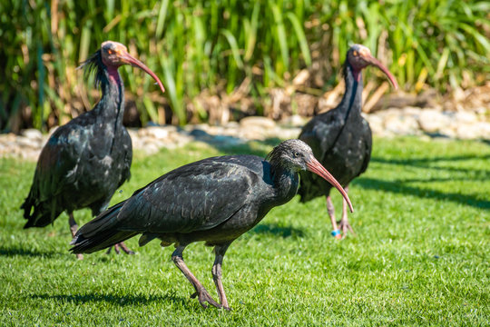 northern bald ibis or waldrapp in a colony in Waidhofen an der Thaya in Lower Austria