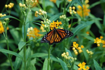 Monarch Butterfly