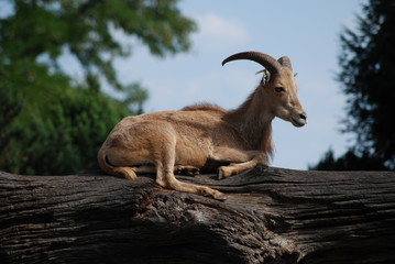 Capricorn Resting on Tree Trunk