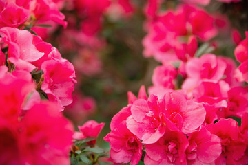 Obraz premium Season of flowering azaleas. Pink flowers of azalea with blurred foreground. Background full of flower. Rhododendron tree in springtime.