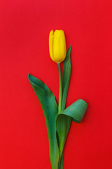 One yellow tulip on a red background