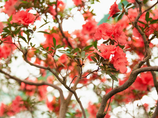 Season of flowering azaleas. Сlose-up of an azalea branch. Flowers of azalea. Rhododendron tree  in springtime. Background blur.