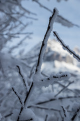 frozen branch