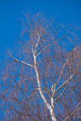 White Birch, Blue Sky