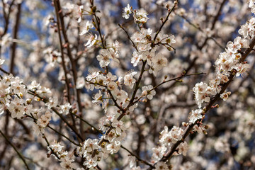 Apple flower