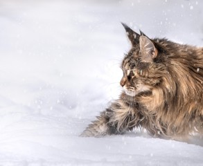 Maine Coon im Schnee 