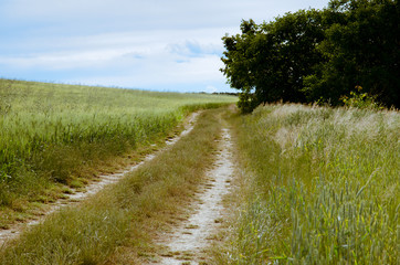 Fototapeta na wymiar rural path throught green meadows