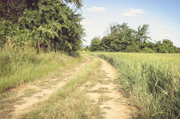 rural path throught green meadows