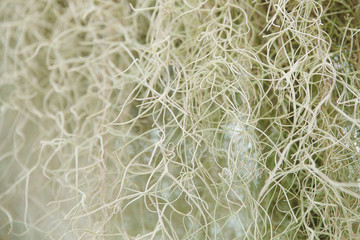  Abstract vector  wave background of plants. White flowers background. Macro of white plants texture. Macro photo from the nature. Design grass.